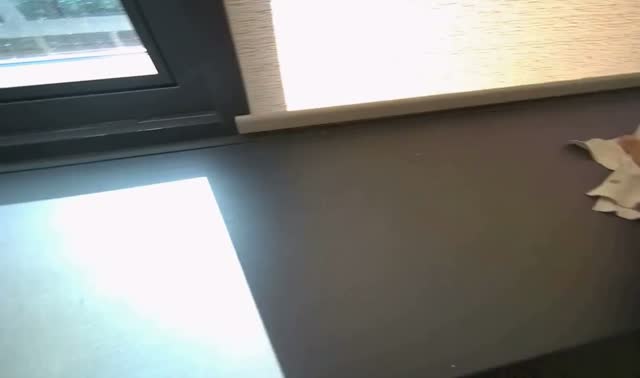 Wiping counter and window frame: egocentric robotics sample